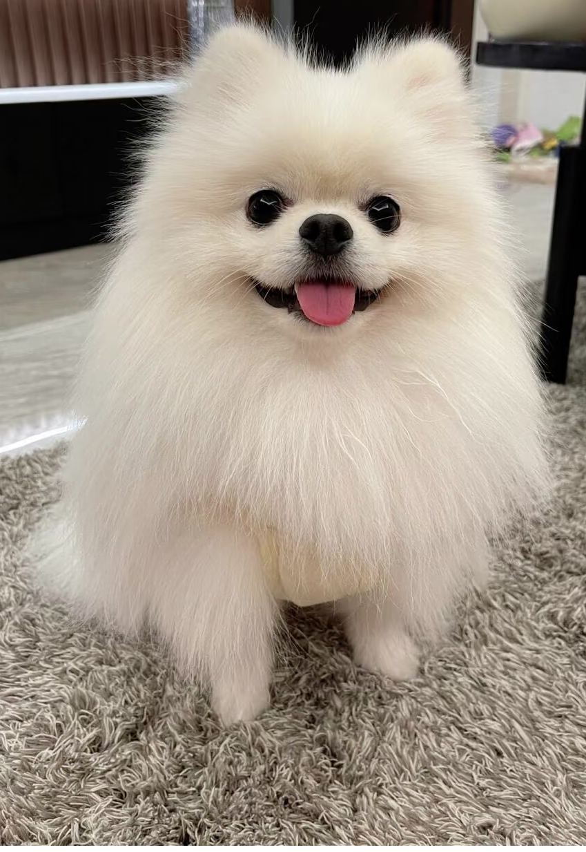 博美